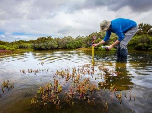Blue Carbon Credits Hit Record High as Demand Outpaces Supply