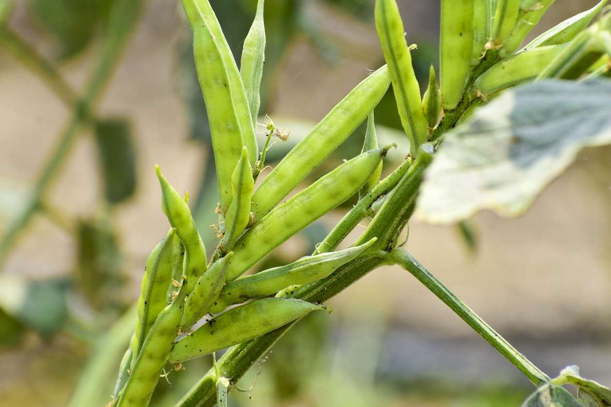 Guar or cluster beans growing. Image credit: istock/Kiran Nagare