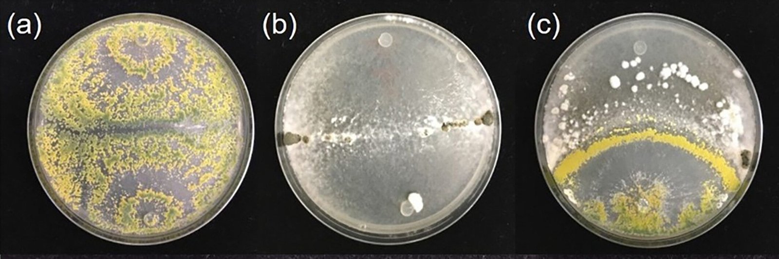 Three circular shapes arranged in a row denoting plate cultures of microorganisms, with blotchy and pitted patterning within these shapes