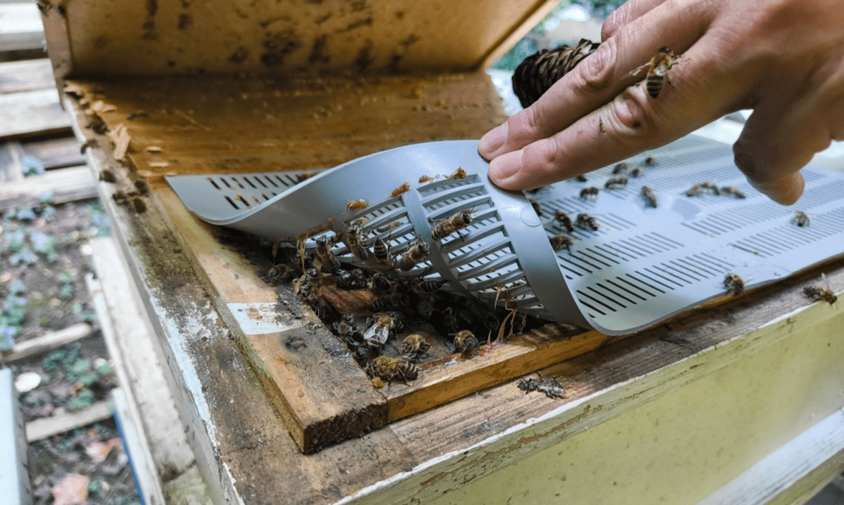 A human hand peels back a rectangular piece of flexible plastic or foam to reveal dusty, blackened bees seemingly moving around on another surface, within a wooden structure