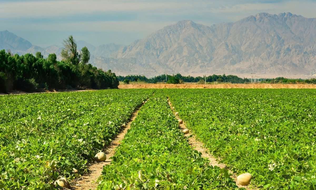 Farmland in the Middle East, with the sides of mountains visible in the distance