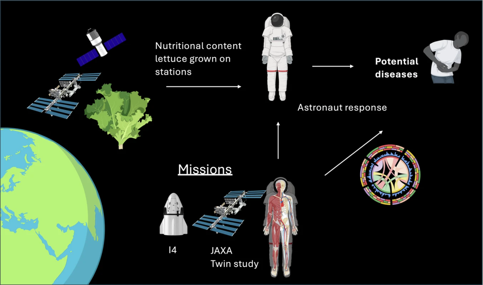 Diagram illustrating research on lettuce grown in space stations and its effects on astronaut health. Lettuce nutritional content is linked to astronaut diet, potential diseases, and astronaut biological response. Missions including I4, JAXA, and NASA’s Twin Study are shown, with graphics of spacecraft, astronauts, the ISS, and biological diagrams.