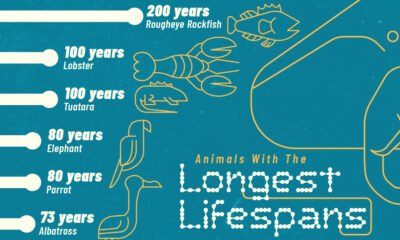 This infographic highlights the longest-living animal species on Earth based on lifespans in the wild.