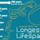 This infographic highlights the longest-living animal species on Earth based on lifespans in the wild.