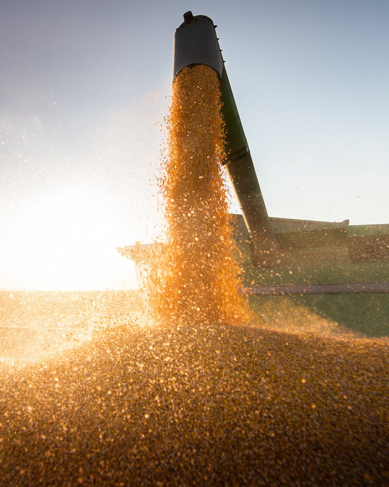 corn being harvested will be used to make bio-based chemicals