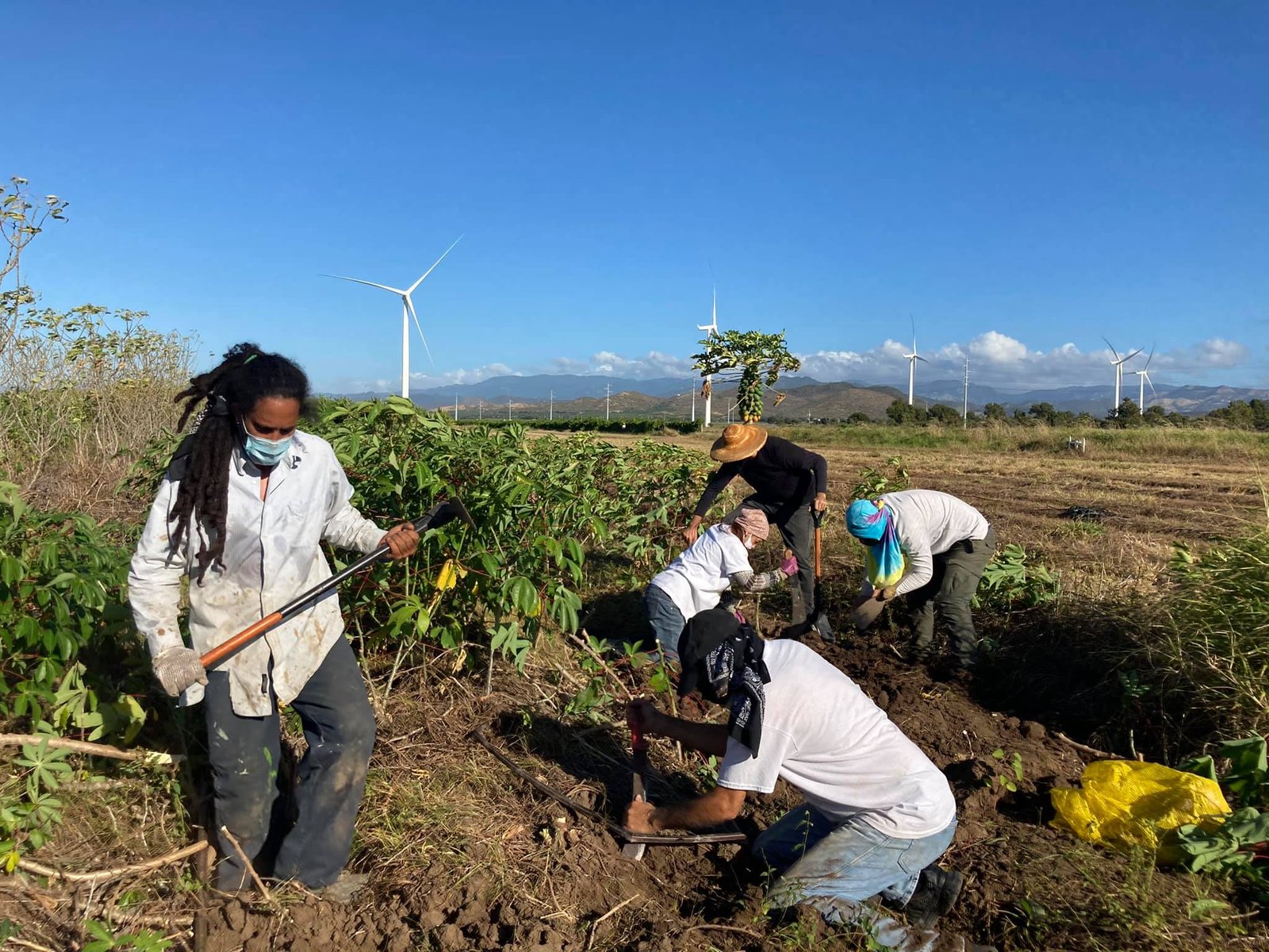 a group of people work in a garden with wind turbines in the distance