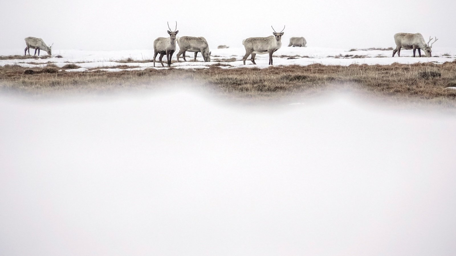 Caribou are seen at Teshekpuk Lake on the North Slope of Alaska.