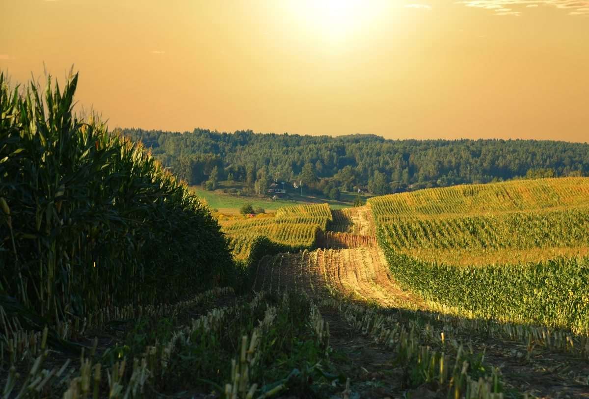 Panoramic image showing cornfields in the middle distance and other regions of grass and then forest as the viewpoint proceeds to the horizon, with a reddish sky overhead