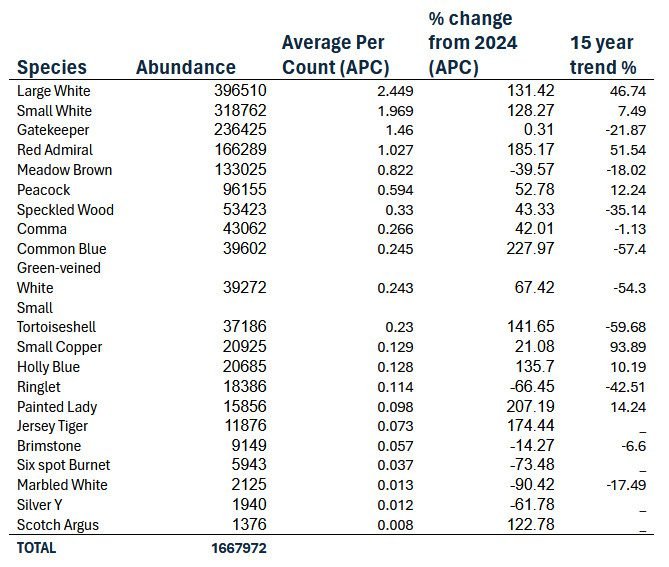 A table showing different species of butterfly and statistics on their incidence, as observed during the Big Butterfly Count 2025