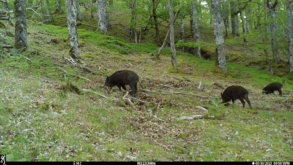 Wild boar seemingly in motion within sparse woodland which slopes downhill from the left to the right of the image