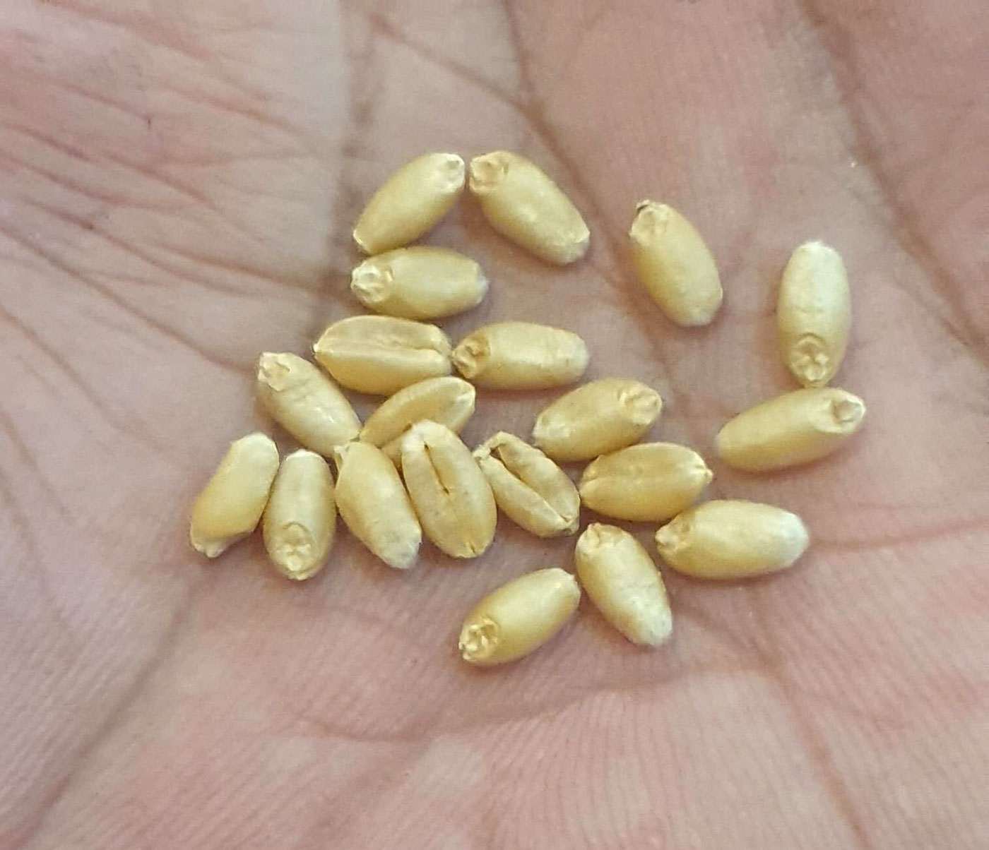 close up photo of wheat seeds in the palm of a hand
