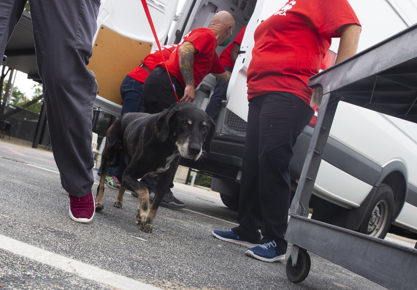 a dog looks up from a walk while volunteers in red shifts stand by