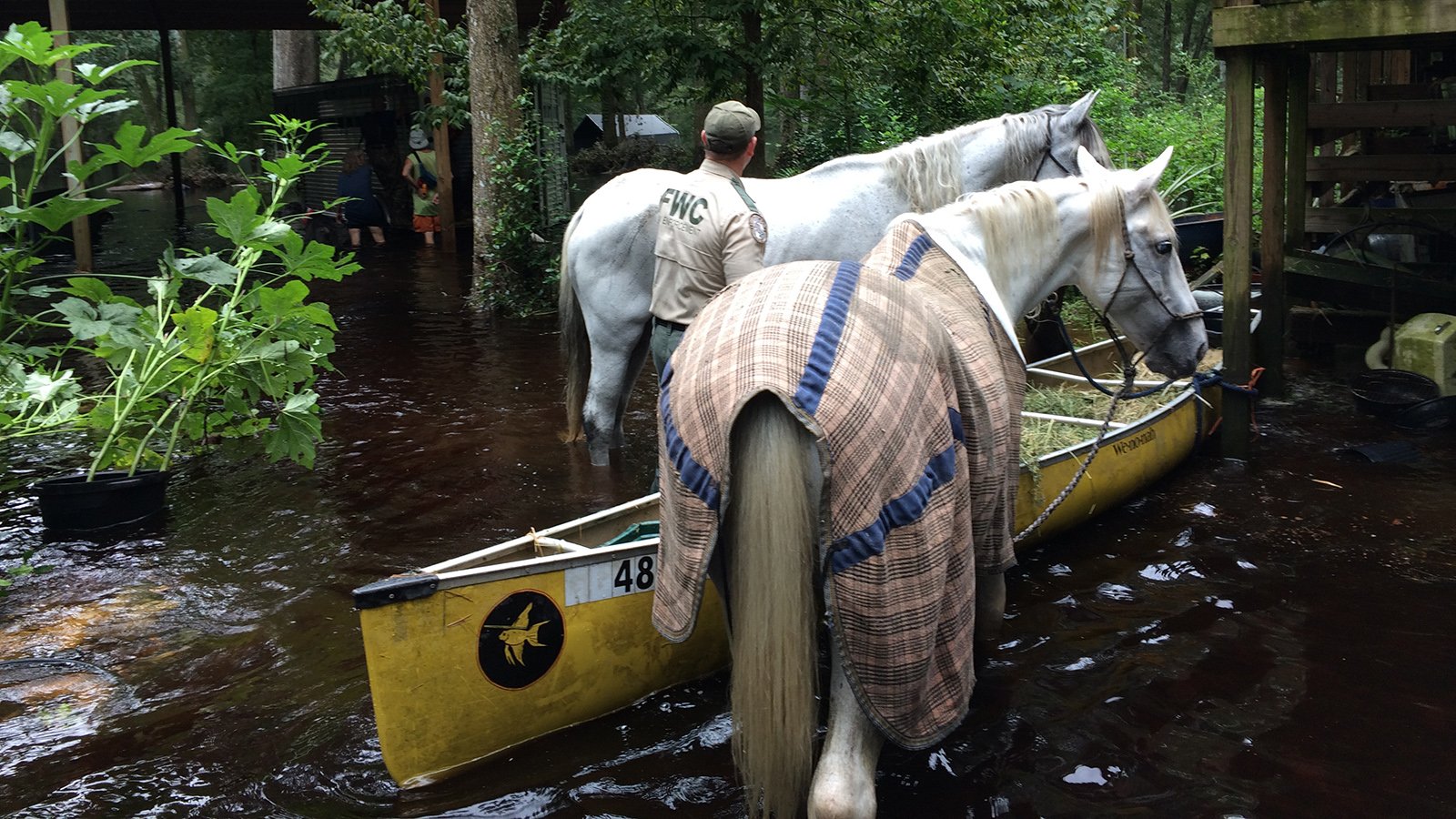 An official from the Florida Fish and Wildlife Conservation Commission stands ankle deep in flood water, alongside a kayak and two horses.