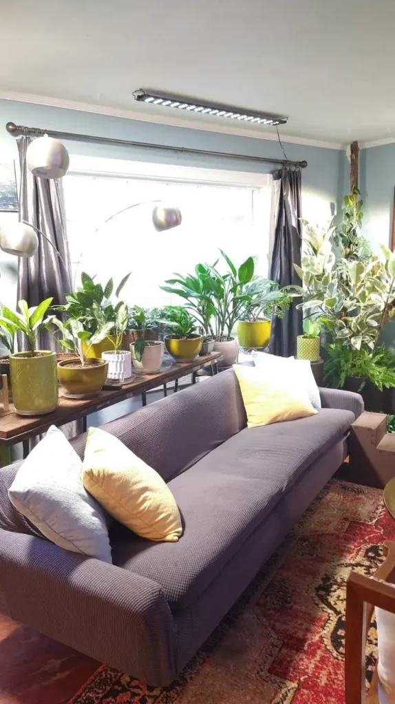 behind couch plants behind couch plants