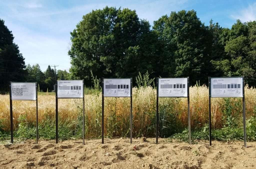 Cover crop experiment at Rogers Farm Forage and Crop Research Facility in Orono, Maine. Photo credit: Reana Kovalcik.