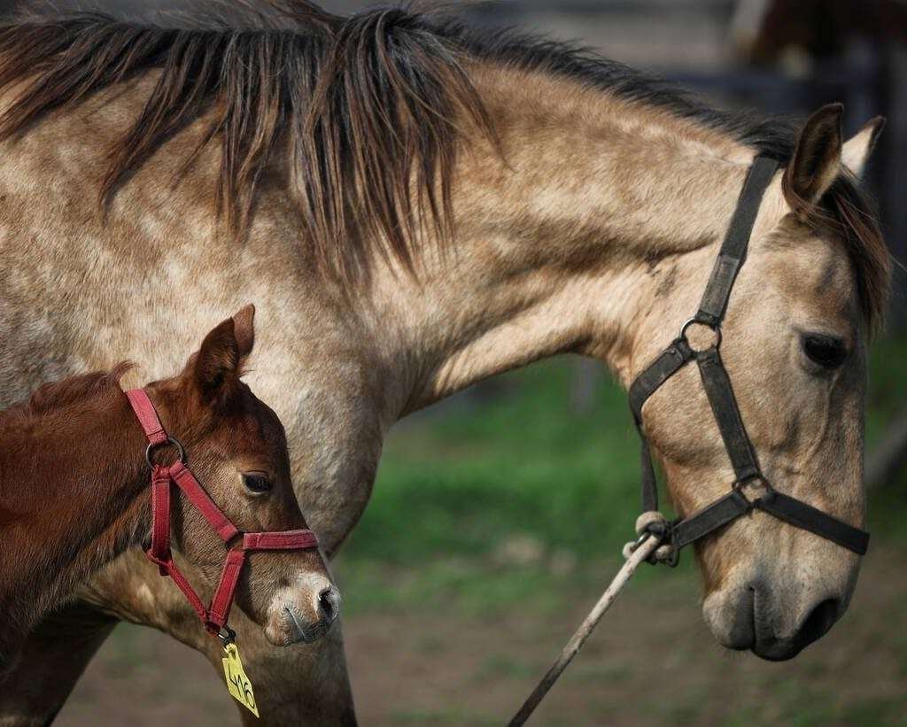 A cloned newborn horse stands next to its surrogate mother in an enclosure at a horse birthing hospital, in San Antonio de Areco, near Buenos Aires, Argentina July 29, 2025. REUTERS/Agustin Marcarian