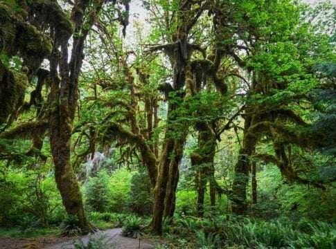 Forest Finance Hits Record Growth in 2025: Investment Doubles for Nature-Based Climate Action