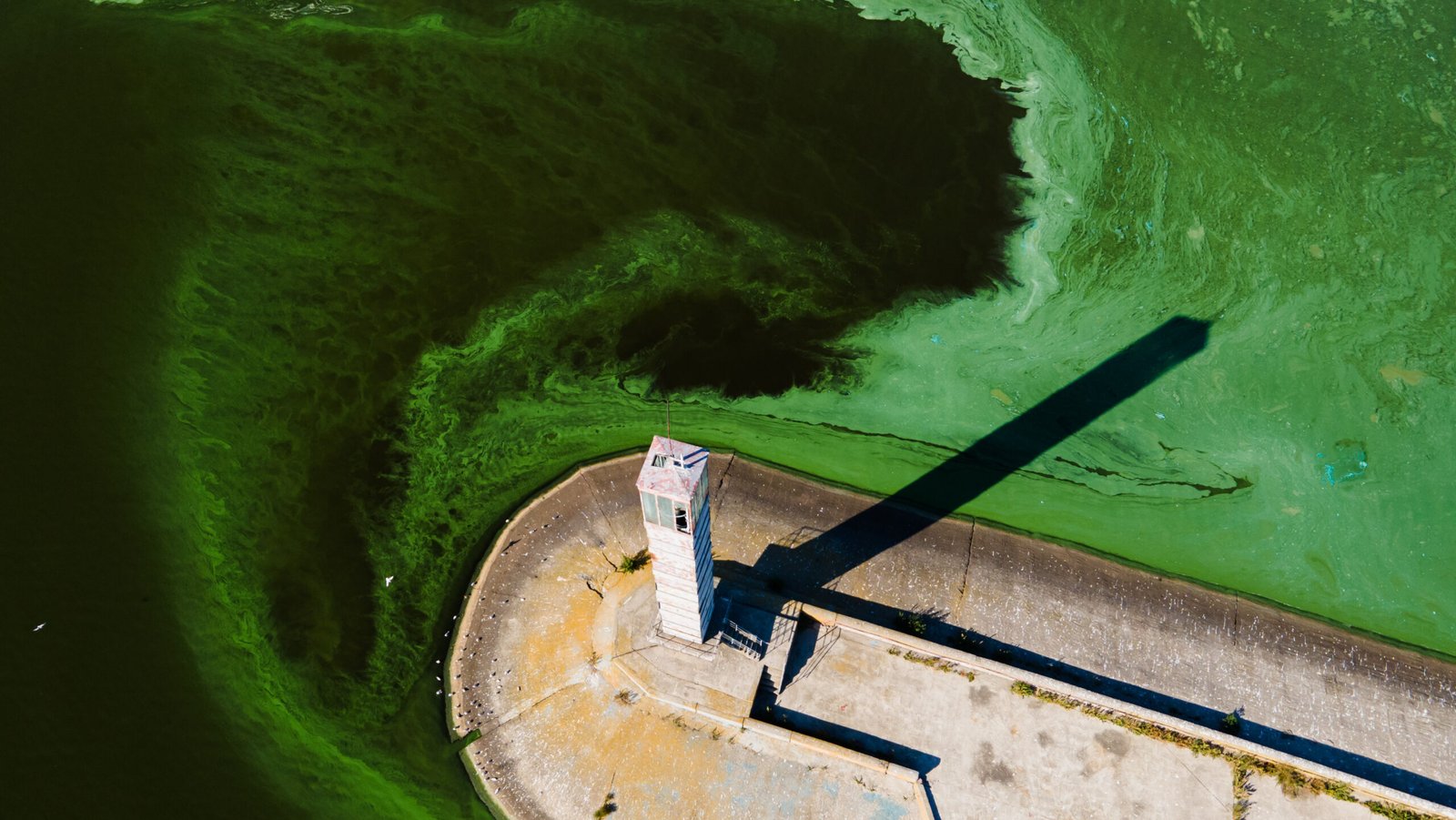 Aerial view of the lighthouse surrounded by algal bloom