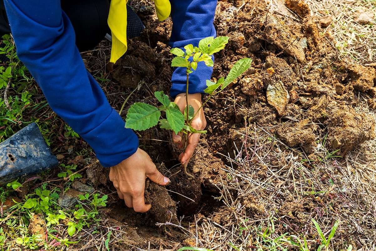 Human arms visible planting a small tree sapling in the ground