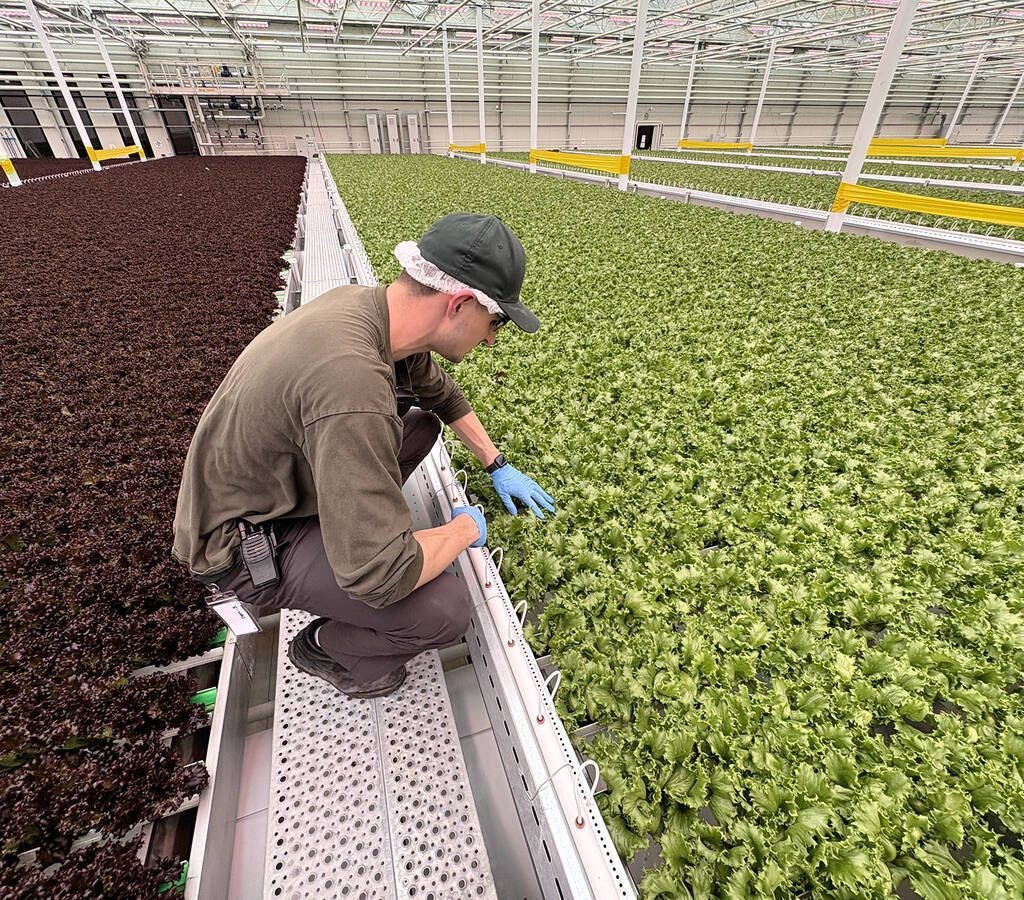 Dominick DiMucci, 26, Haven Greens’ director of cultivation, inspects leafy greens at the midpoint of the growth cycle in the cutting-edge AI-automated greenhouse. Recognized as a Four under 40 industry leader by Greenhouse Canada in June 2025, he represents a new farmer hybrid in the age of AI and greenhouse automation. Photo: Diana Martin