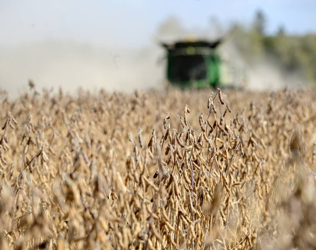 Soybean harvest in Amaranth Ontario, October 6, 2025 after a drought summer. Photo Diana Martin