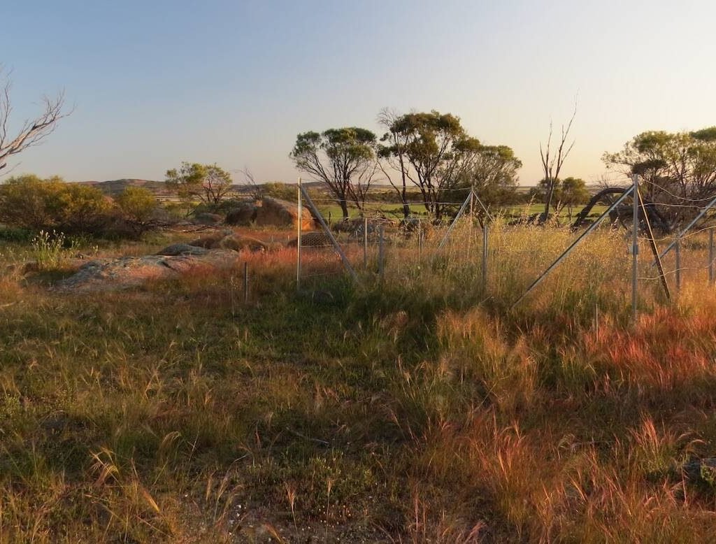 A controlled plot which was part of the fertlizer project in western Australia. Photo: Courtesy Andrew MacDougall