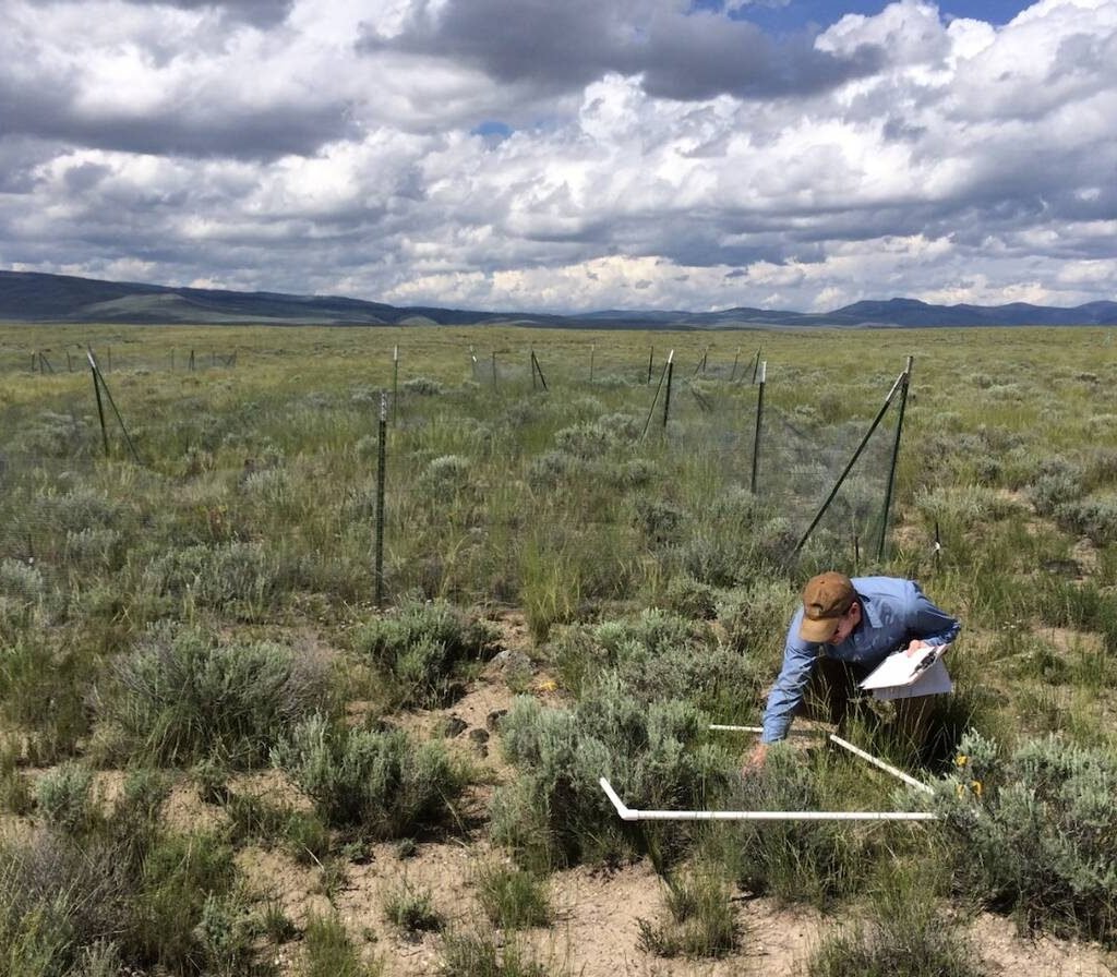 A Montana rangeland was one of many sites around the world used for the fertilizer impact study. Photo: Courtesy Andrew MacDougall