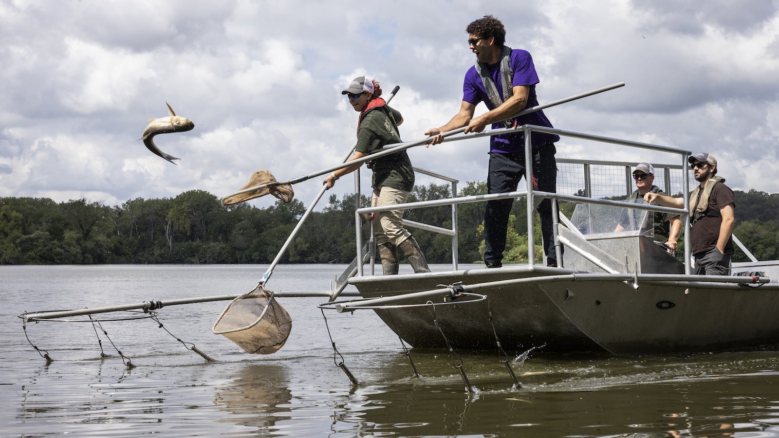 Fishery technicians catch carp with nets after shocking the electric charges on the Illinois River