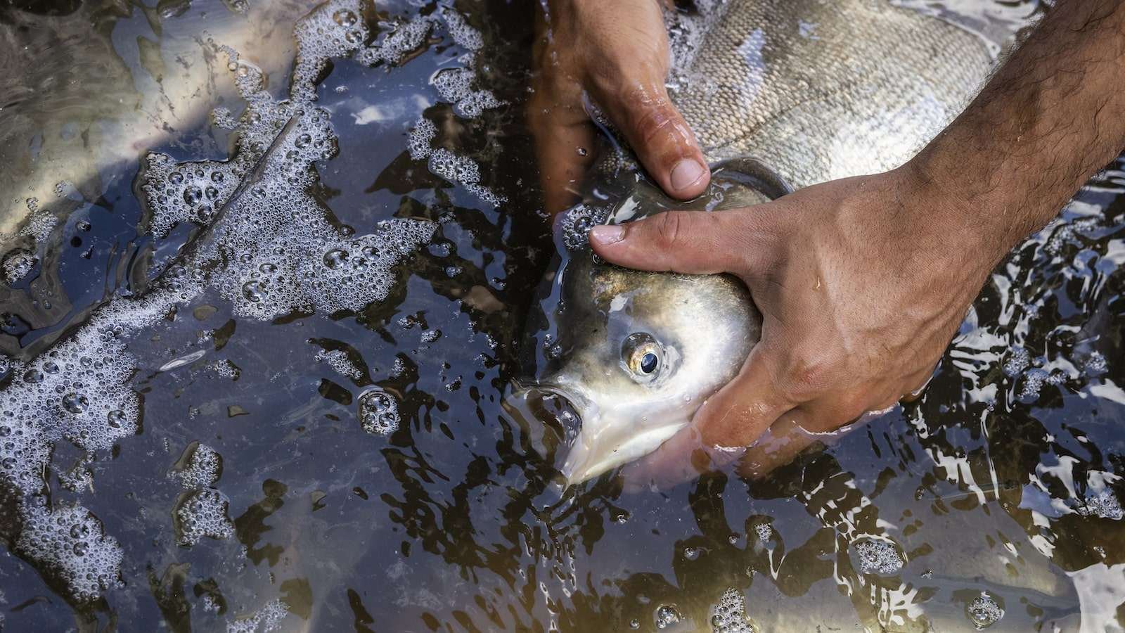 A silver carp is being pulled out of a live well by a scientist.