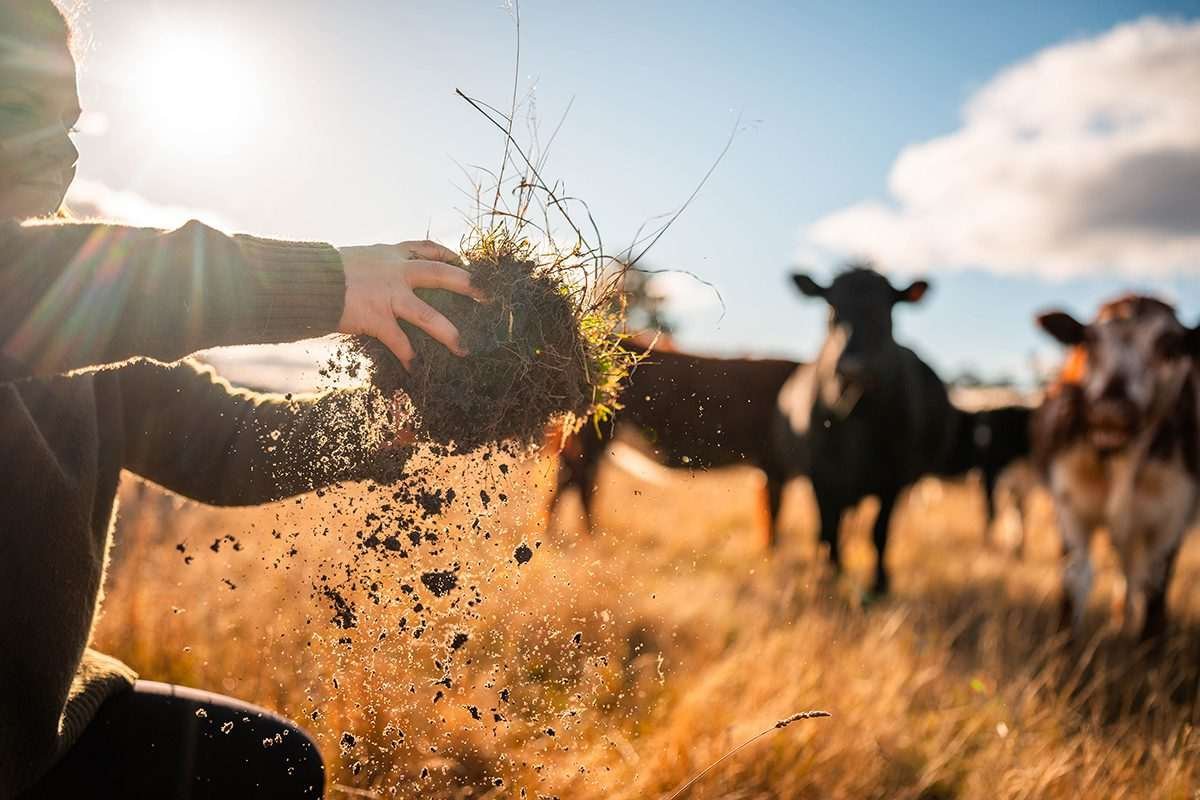 A farmer in a squatting position holds a clump of earth out in front of him, clearly freshly plucked from the ground, while in the background cattle are visible upon ochre-coloured grassland while the sky is sunny and cloudy