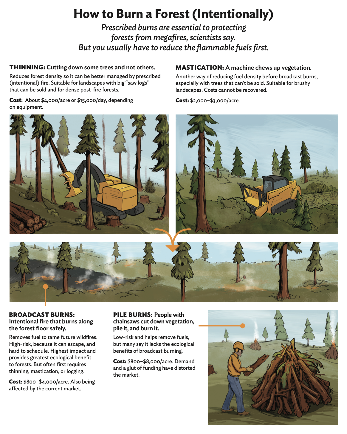 An infographic about how to intentionally burn a forest