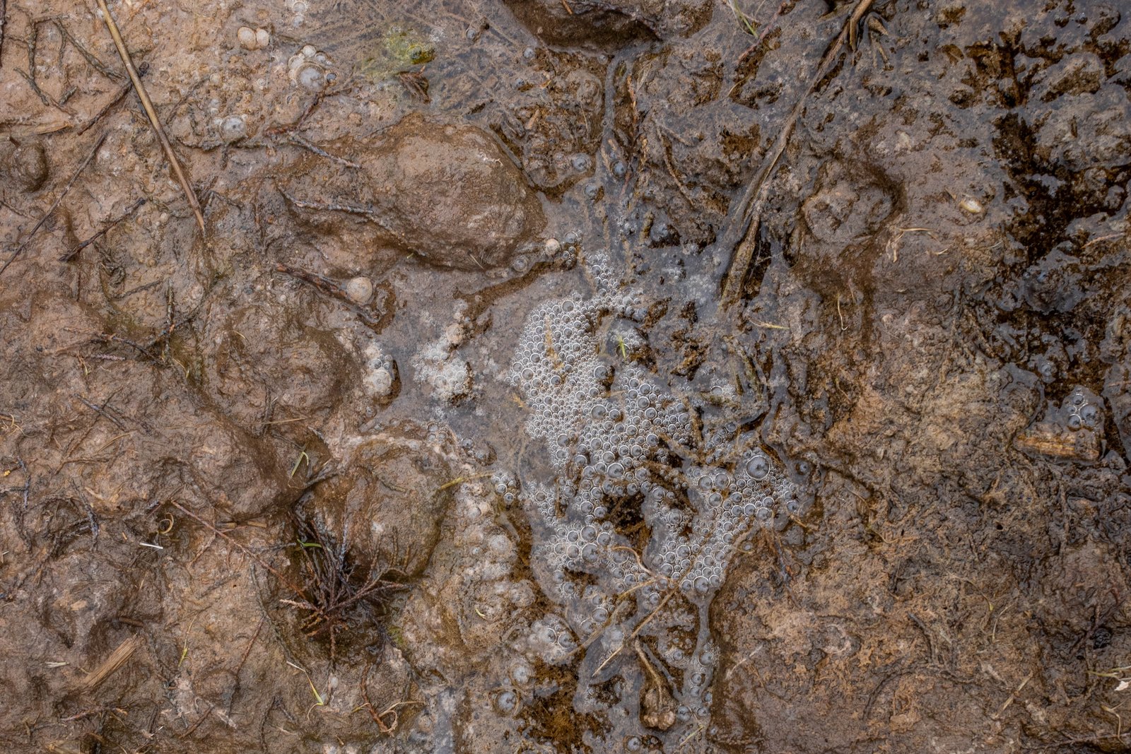 Water bubbles up from muddy ground.
