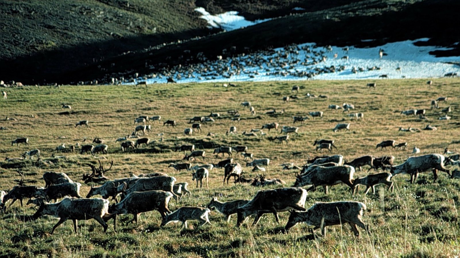 A herd of caribou grazes on the tundra of Arctic National Wildlife Refuge in Alaska.