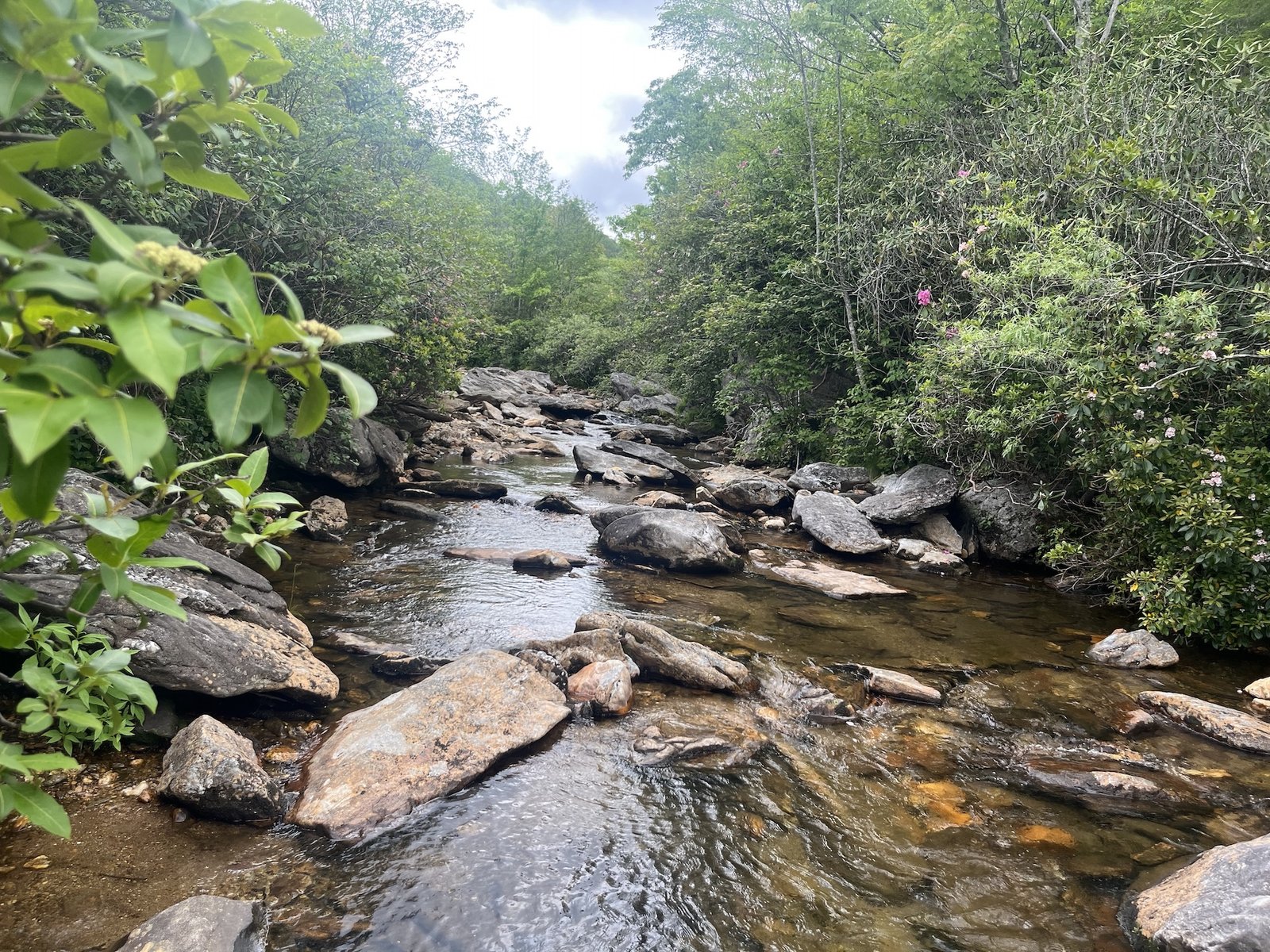 Rocks in a forest stream