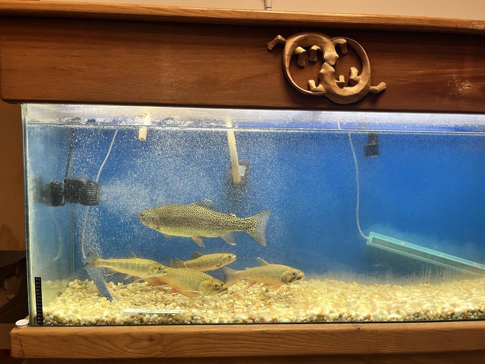 A fish tank with a fish swimming in in