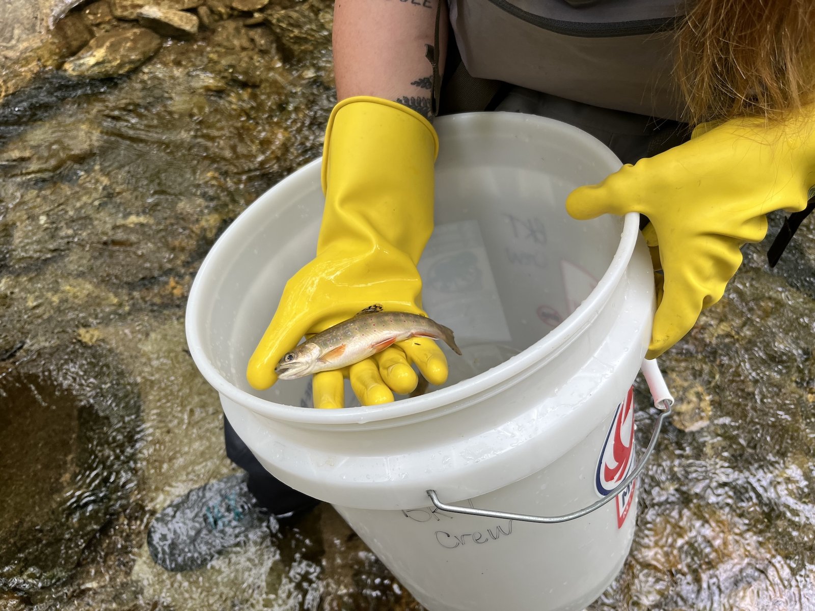 gloved hands hold a small fish over a white bucket