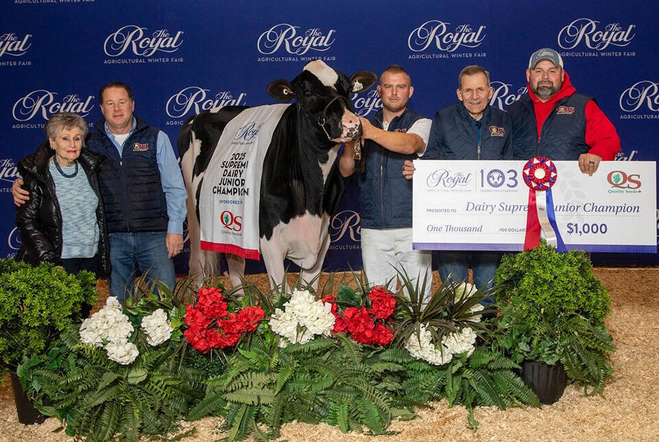 Granron Holsteins’ Echo Glen Master Ivy, from Beaverton, Ont., was crowned Quality Seeds Supreme Junior Dairy Champion at the Royal Agricultural Winter Fair. Photo: Ella Wright
