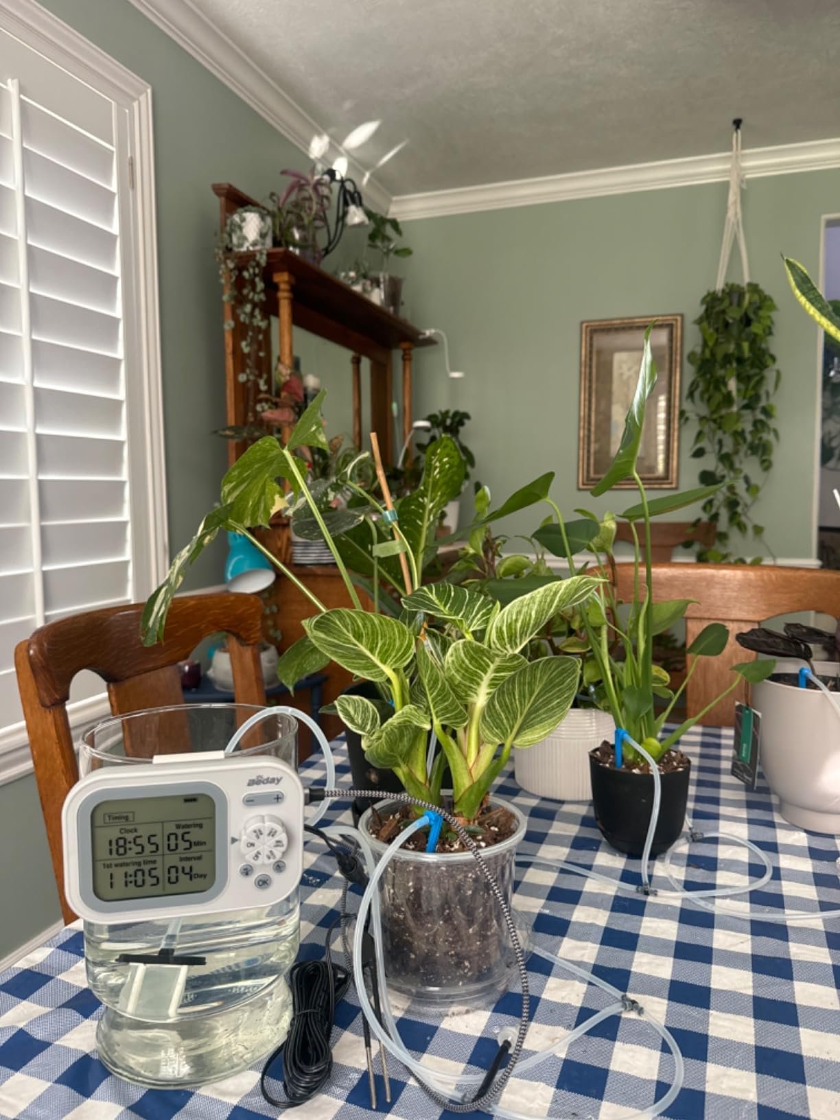 My Setup and Experience with Beday Drip Irrigation Kit 