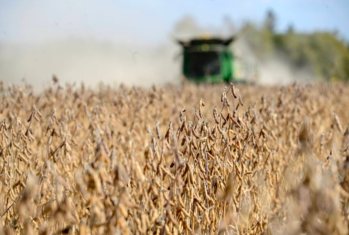Soybean harvest in Amaranth Ontario, October 6, 2025. Photo: Diana Martin