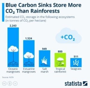 Blue carbon credits