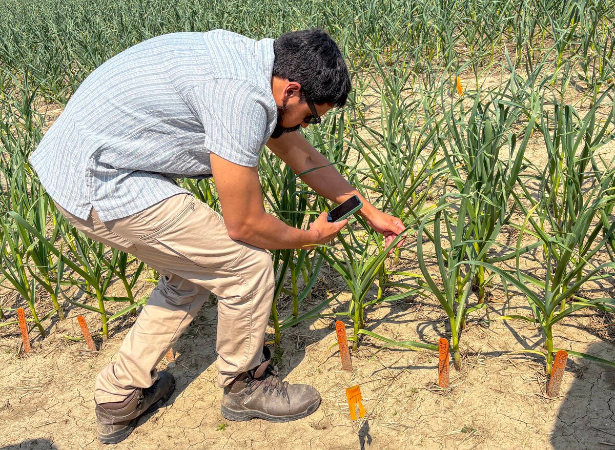 Caio Correa, data scientist and horticulture pathology specialist for the Ontario government, inspects the conventional and clean seed 2021 Guelph cultivars at the Arthur site during the Garlic Growers Association of Ontario meeting and field day on June 7, 2025. Photo: Diana Martin