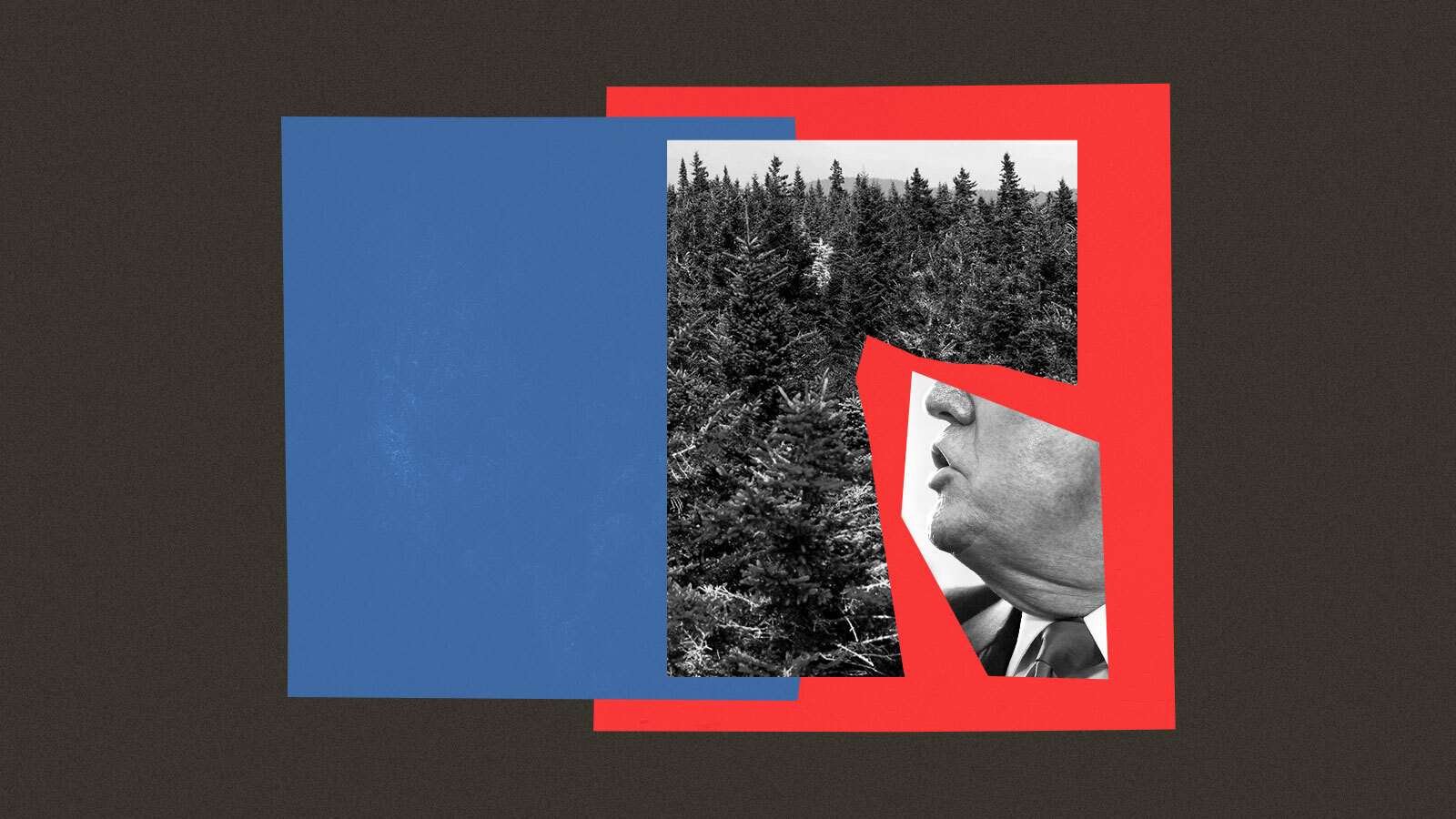 Collage of forest, Trump, and blue and red squares