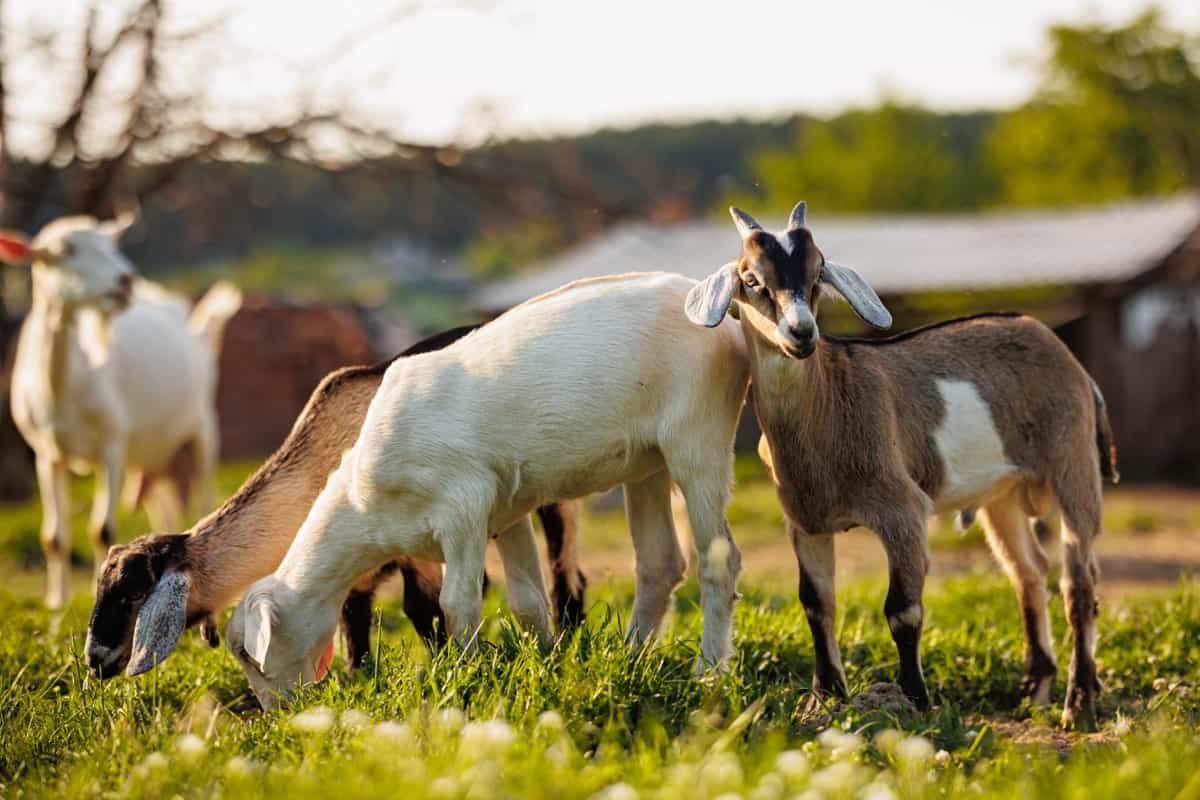 Grazing goats raised under an open field production system to reduce feeding costs and increase profitability.