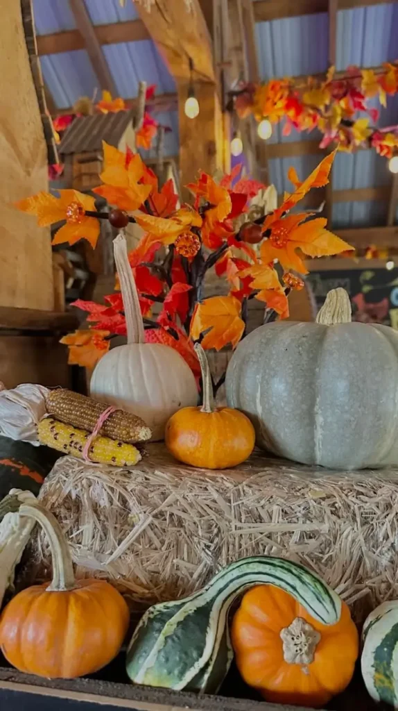 Friendsgiving Decor Pumpkin and Gourd Displays