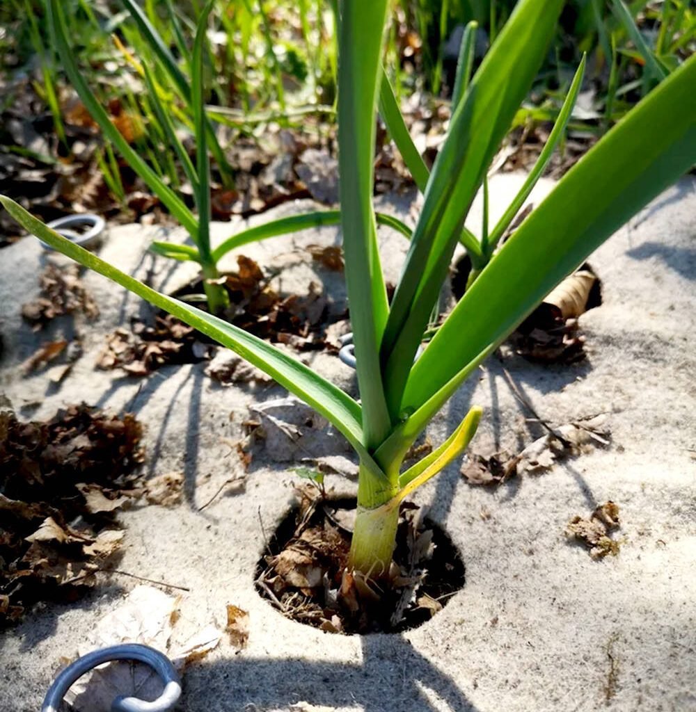 WoolGrown's felted weed suppression mats come in a variety of pre-cut and custom designs. Photo: WoolGrown