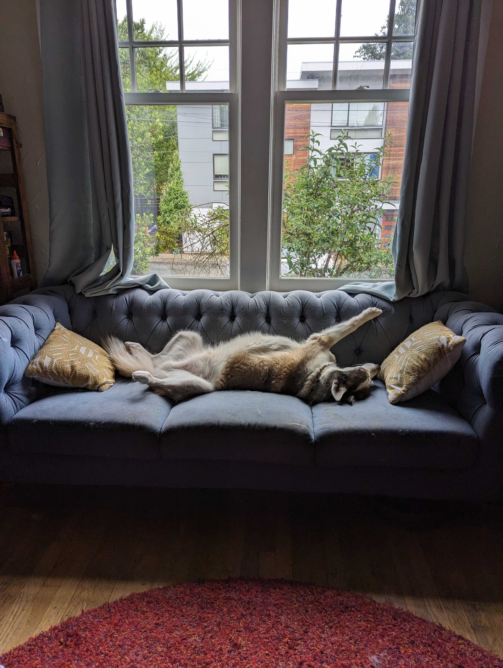 A husky lounges on his back on a blue couch near a window
