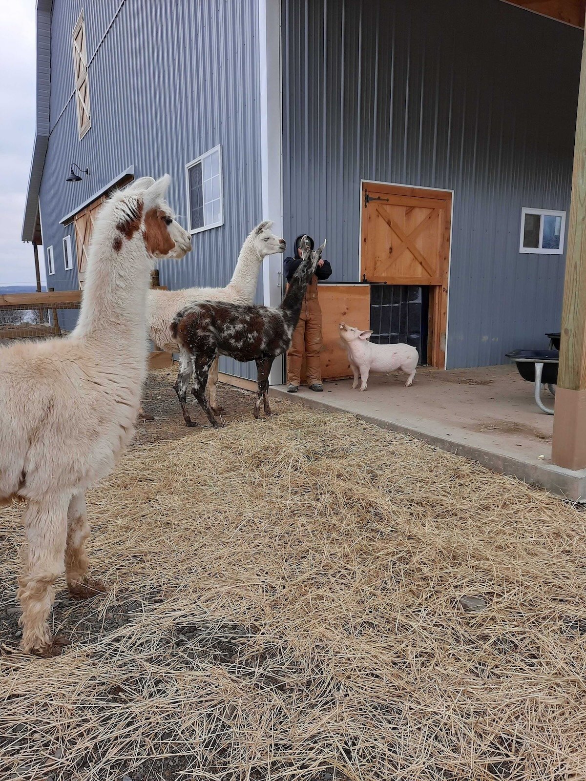 Llamas and a pig mill around a barn