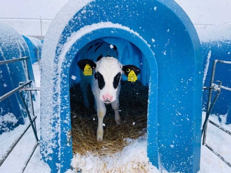 Figure 3. Providing proper shelter keeps young calves safe from cold stress and winter illnesses.