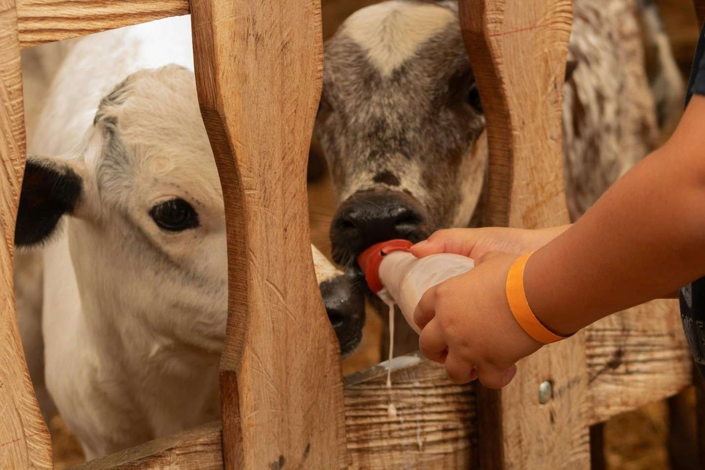 Figure 1. Providing clean, warm milk strengthens immunity and protects young calves from cold-related diseases.