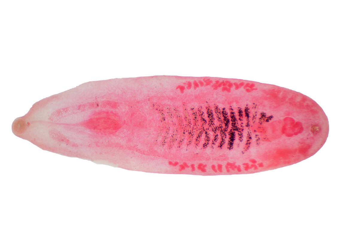 Liver fluke (Parasitic flatworm) of cattle and other grazing animals. Photo: tonaquatic-iStock/Getty Images